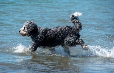 Urlaub mit Hund in Ostseebad Wustrow