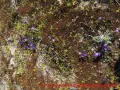 Skulpturenpark Wustrow - karger Boden mit wilden Stiefmütterchen