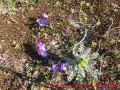 Skulpturenpark Wustrow - karger Boden mit wilden Stiefmütterchen