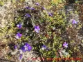 Skulpturenpark Wustrow - karger Boden mit wilden Stiefmütterchen