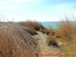 Weg zum verborgenen Boddenstrand - direkt am Wasser