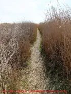 Weg zum verborgenen Boddenstrand - Weg durch hohe Schilf