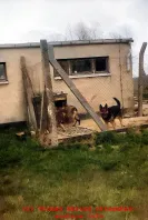 Hundezwinger 7. TBK Wustrow