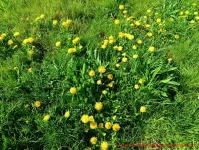 Butterblumen auf einer Deichwiese