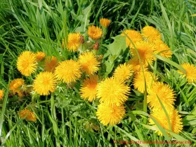Butterblumen - mit vielen gelben Blüten blühende Butterblume