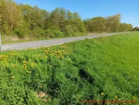 Butterblumen am Küstenschutzdeich