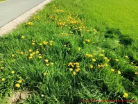 Butterblumen auf der Wiese