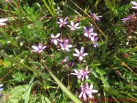 Gewöhnlicher Reiherschnabel im Gras