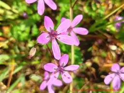Blüten des Gewöhnlicher Reiherschnabels