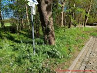 Gruener Milchstern - Grüne Milchsterne auf dem Weg zum Strand