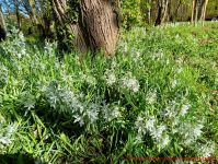 Gruener Milchstern zahlreiche Blüten im Wustrower Kurpark