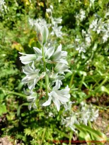 Gruener Milchstern - Blüte in Nahaufnahme