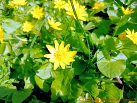 Scharbockskraut gelbe Blüten im satten Grün