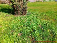 Scharbockskraut unter einem Baum