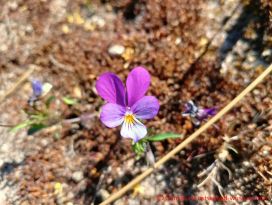 Blüte des Wilden Stiefmütterchen