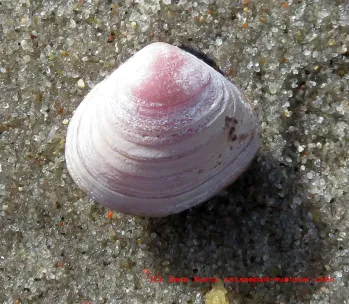 Baltische Plattmuschel