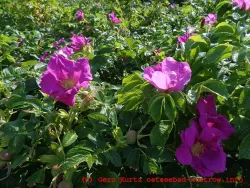 Kartoffelrosen