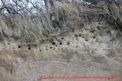 Uferschwalben Löcher