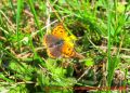 Schmetterling Kleiner Feuerfalter