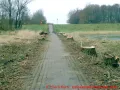Ostseebad Wustrow verlängerte Parkstraße - abgesägte Pappeln
