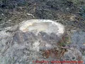 Ostseebad Wustrow verlängerte Parkstraße - ein Baumstumpf