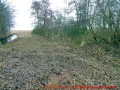 Ostseebad Wustrow verlängerte Parkstraße - gerodetes Wiesenstück