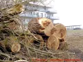 Ostseebad Wustrow verlängerte Parkstraße - Weidenstämme