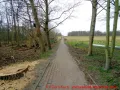 Ostseebad Wustrow verlängerte Parkstraße - abgesägte Weide