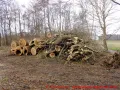 Ostseebad Wustrow verlängerte Parkstraße - gestapeltes Holz