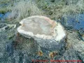 Ostseebad Wustrow verlängerte Parkstraße - ein Baumstumpf