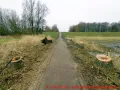 Ostseebad Wustrow verlängerte Parkstraße - abgesägte Bäume